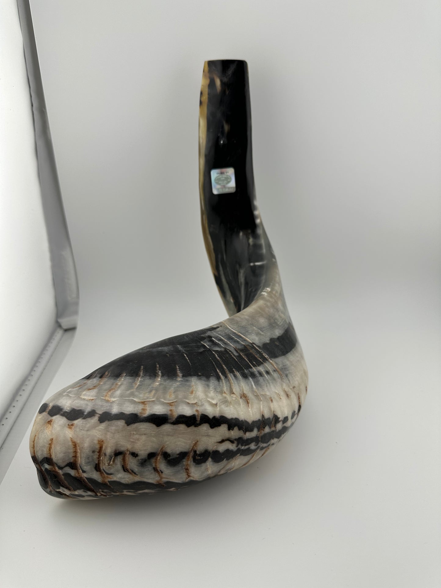 Supreme High Quality Shofar (005)