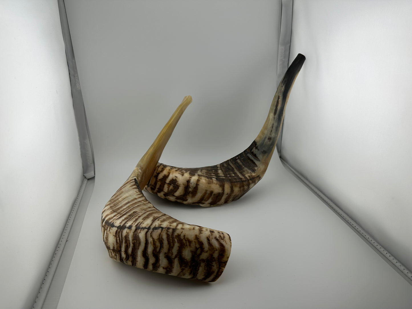 Random Medium size High Quality Shofar (006)