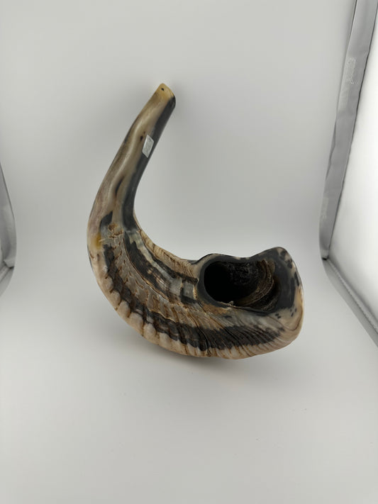 Supreme High Quality Shofar (004)