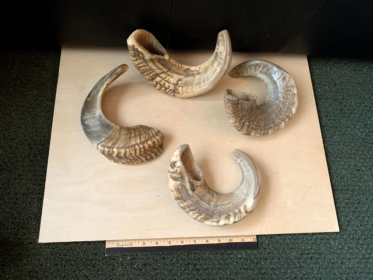 Small Naturally Curved Shofar