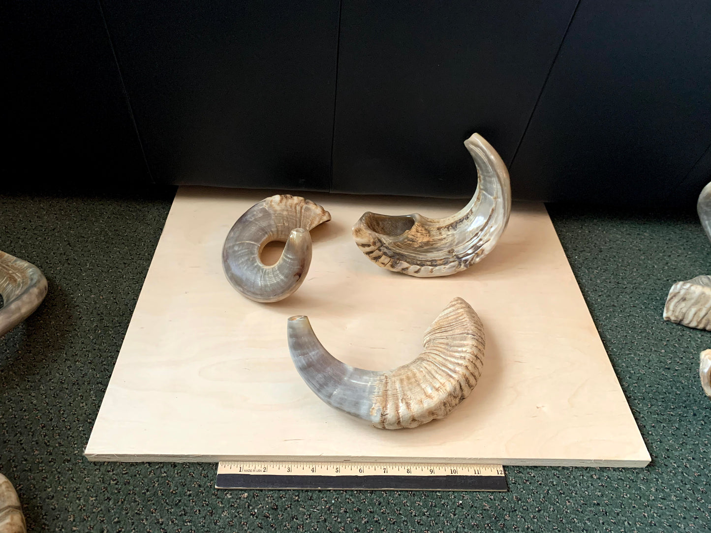 Small Naturally Curved Shofar