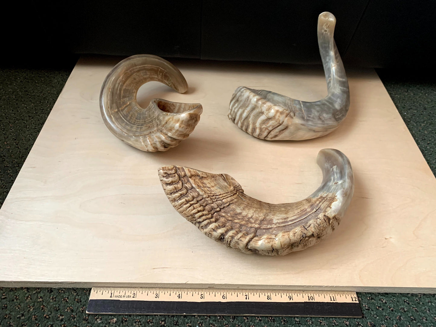 Small Naturally Curved Shofar